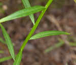 Purple milkwort